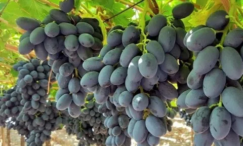 Loại quả dễ chứa nhiều thuốc trừ sâu, mọi người sợ ăn sẽ ung thư vì không biết cách làm sạch 
