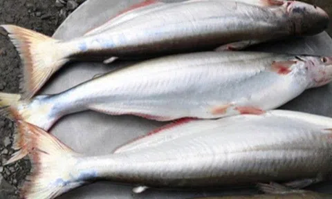Loại cá xưa bán đầy ở chợ quê, giờ thành đặc sản được thành phố ưa chuộng, càng ăn càng mê, 300.000 đồng/kg