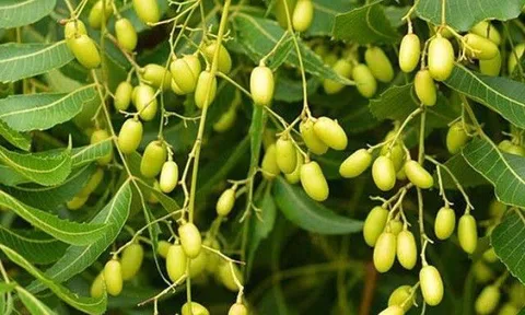 Các loại lá cây trị nấm da