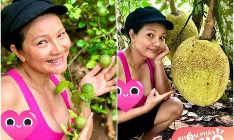 Diễn viên Kiều Trinh khoe vườn sum suê trái, táo chanh bưởi mít tròn to lúc lỉu