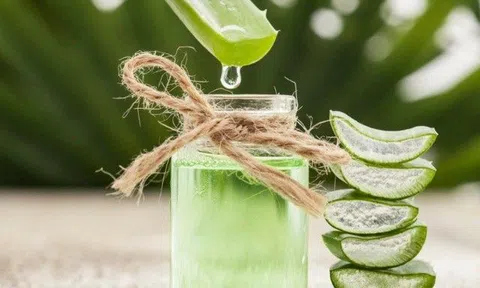 Nha đam chữa bệnh gì? Dùng nha đam chữa bệnh cần biết những điều này để tránh nhiễm độc