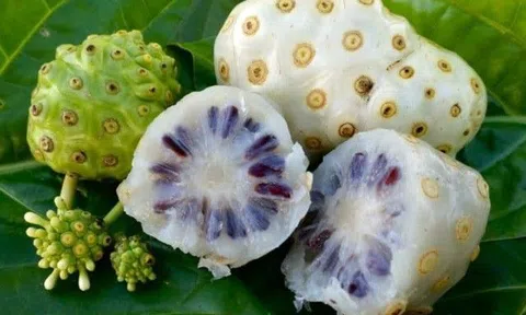 Quả nhàu chữa bệnh gì? Những bài thuốc hay từ quả nhàu
