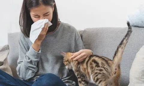 Cách phòng ngừa viêm mũi dị ứng cho người hay tiếp xúc chó mèo