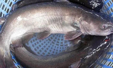 Loại cá có tên kỳ cục, xưa có đầy ở quê giá rẻ, nay thành đặc sản xuất hiện trong nhà hàng, 150.000đồng/kg