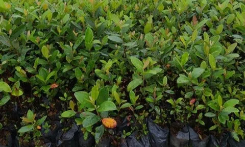 Nghề lạ ở Việt Nam: Cây mọc dại cứ mùa hè là sai trĩu quả, dân trồng thu 400 triệu/năm, bán làm đặc sản nổi tiếng