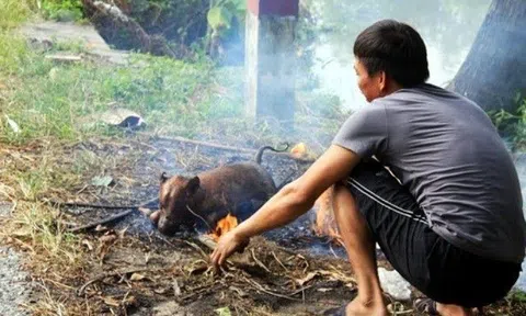 2 tháng thịt 2 con chó, người đàn ông Hà Nội bỗng dưng sợ nước, sợ ánh sáng rồi tử vong