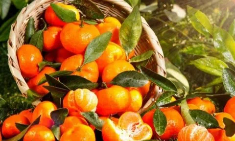 Loại quả bình dân rộ đầu mùa thu, mỗi quả chứa bốn loại dược liệu tốt như trăm viên thuốc bổ