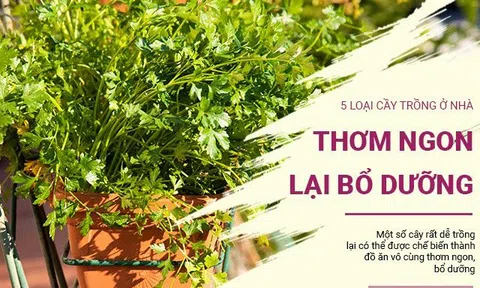 5 loại cây cảnh trồng trong nhà làm đồ ăn vừa ngon, vừa bổ