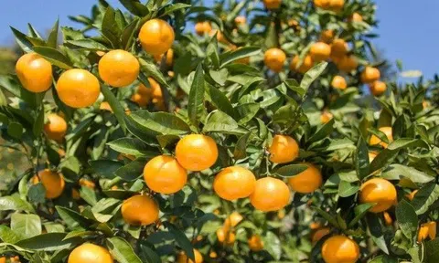 Vì sao trái cây Nhật Bản được ưa chuộng tại thị trường Việt Nam?