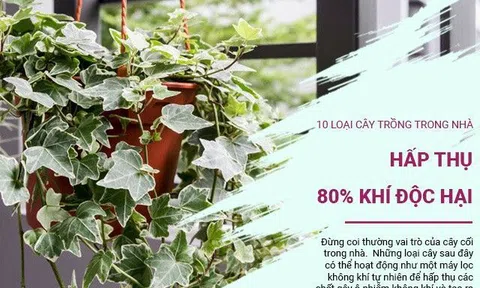 Chỉ cần trồng một trong 10 loại cây sau trong nhà, 80% khí độc hại được hấp thụ