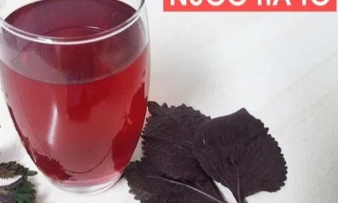 Có nên dùng nước tía tô giải cảm cho trẻ? Bé ở độ tuổi này tuyệt đối đừng cho dùng tía tô
