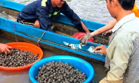 Nghề lạ ở Việt Nam: Nuôi con đặc sản vùi dưới đáy bùn, không phải cho ăn, thương lái thu mua đều kiếm tiền tỷ "ngon ơ"