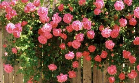 3 loại hoa có tuổi thọ cao, mua chậu nhỏ sống được cả trăm năm, càng già càng có giá