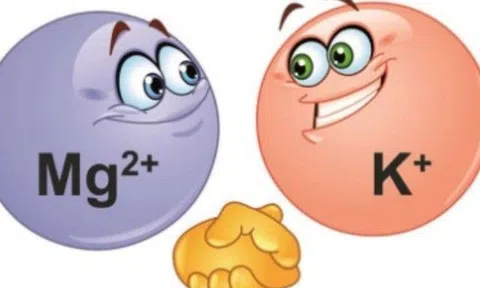 Bổ sung Kali và Magnesi như thế nào là đúng cách?