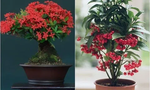 5 loại hoa “gọi lộc” vừa đẹp lại vừa sang, trồng một chậu thắp sáng cả căn nhà