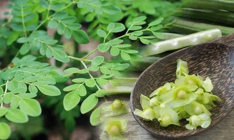 Chùm ngây có tác dụng gì? Vì sao ở phương Tây chùm ngây giá đắt đỏ vẫn nhiều người tìm mua?