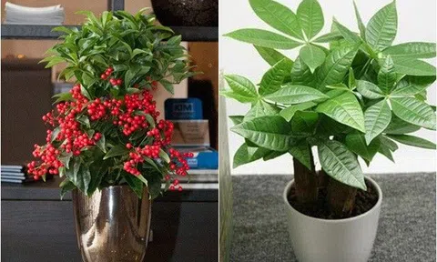 4 loại cây nghe tên đã thấy “mùi tiền”, Tết này chưng một chậu năm mới tài lộc vào nhà ào ào
