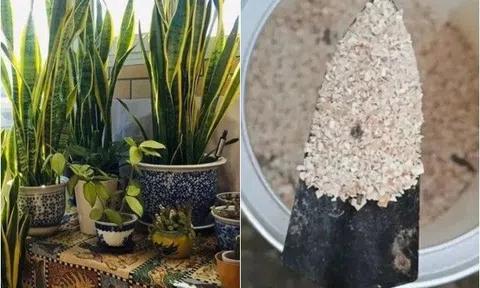 Cho thứ này vào chậu hoa, 3 năm không thay chậu đất vẫn màu mỡ, cây phát triển tốt