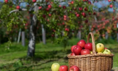 Tết Quý Mão, tặng 3 thức quả từ Nhật này đảm bảo sung túc, tài lộc quanh năm