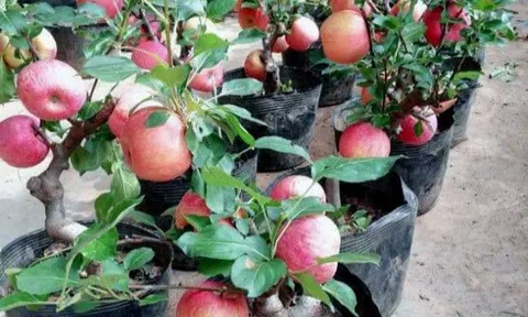 Đi mua cây cảnh về chưng Tết, nhớ né 4 loại cây này kẻo "tiền mất tật mang", chưa tới Tết đã tàn