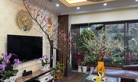 Tết đặt cây cảnh ở vị trí tụ lộc này, gia chủ ăn nên làm ra, tài lộc tăng gấp bội