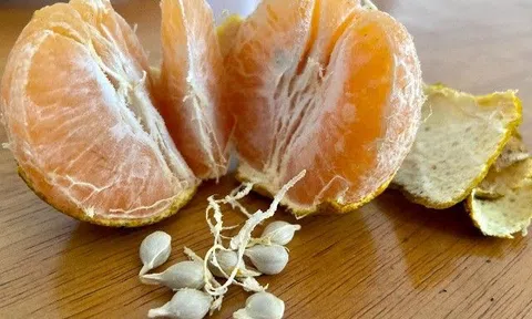Hai bộ phận của loại cây trưng Tết nhà nào cũng có là thần dược, giúp trị ung thư nhưng ai cũng bỏ đi