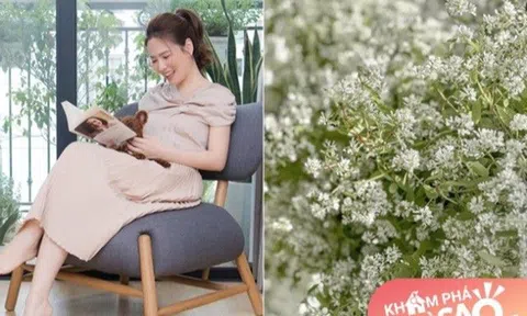 MC Đan Lê mát tay trồng hoa trên ban công 2m2, hoa nở rực rỡ ngắm quên cả ăn