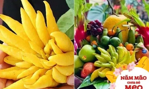 Tại sao nên bày quả phật thủ trên bàn thờ ngày Tết? Muốn quả phật thủ tươi lâu hãy làm theo cách này