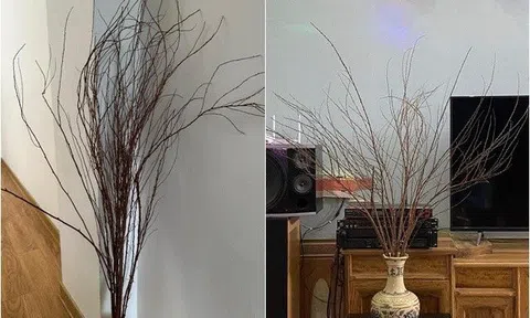 Sắp sang Giao thừa, nhiều gia đình mếu máo vì chưng tuyết mai mà tưởng củi khô: Đúng là “bộ môn” mạo hiểm ngày Tết