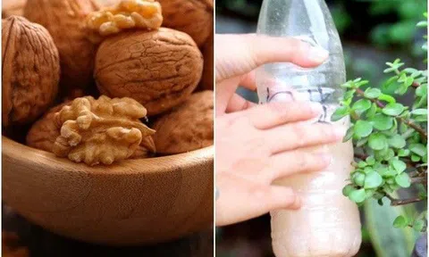 Ngày Tết ăn vặt đừng vứt vỏ các loại hạt đi, giữ lại mang ra vườn ủ mấy tháng cây mọc tốt um