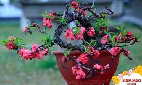 Đừng thấy hoa đào tàn rụng đầy gốc mà vứt bỏ, đó là “kho dưỡng chất” có muôn vàn tác dụng với sức khỏe