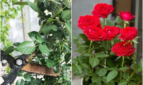 Hoa hồng gặp tình trạng này, hãy cắt cành thật tàn nhẫn, nếu không sau này sẽ phải hối hận