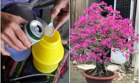 Hoa giấy lười ra hoa, cho ăn 1 thìa nước này rễ khỏe, 2 tháng sau nụ kết từng chùm to