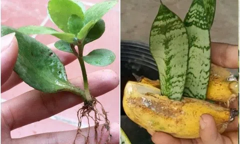Không cần mua 3 loại hoa này, chỉ cần ngắt 1 lá, 10 ngày sẽ ra rễ, rất hiếm người biết