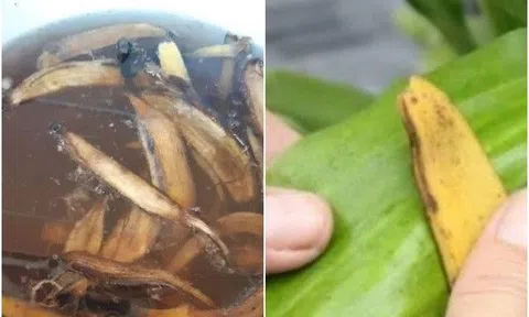 Hóa ra thứ ở quê mọc đầy vườn này lại là "thần dược" trồng cây, dân thành phố mất tiền mới có