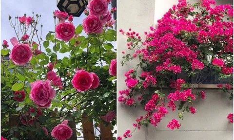 3 loại "hoa lâu tàn" đáng trồng trong chậu, nở hơn 200 ngày mỗi năm, bông to và nhiều màu sắc