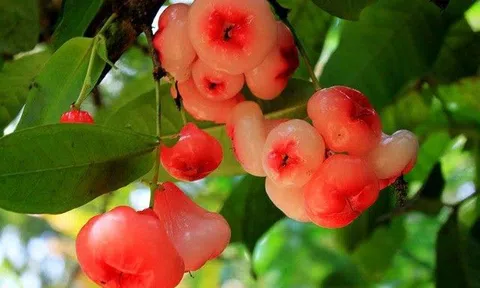 Vì sao quả roi giúp giảm cân, giải độc toàn thân? Tránh ăn roi với thứ này kẻo đau bụng
