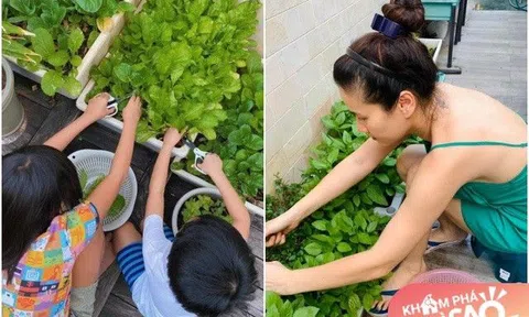 Để các con có tuổi thơ về "khu vườn của mẹ", sao Việt bận mấy cũng trồng rau, thành quả miễn chê