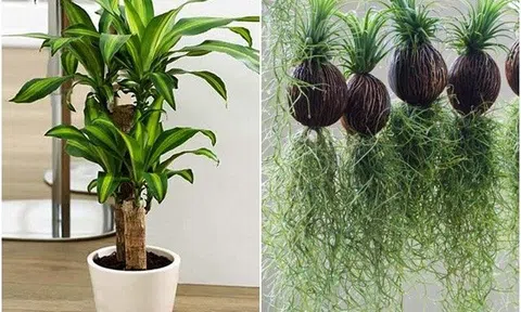 Trong nhà có 9 cây này quanh năm khô ráo, vừa hút ẩm chống nồm lại diệt nấm mốc cực tốt