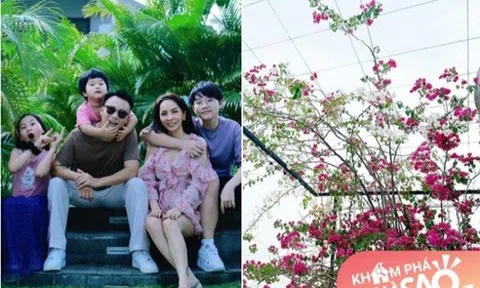 Bà xã Hoàng Bách mát tay biến hoa giấy “đực” nở hoa, nhìn khoảng sân nhỏ còn đẹp hơn