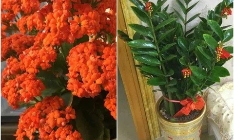 3 loại cây ngụ ý cát tường, nếu trồng trong nhà lâu năm không nên mang tặng người ngoài, chẳng khác gì "ném tiền qua cửa sổ"