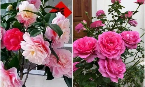 3 loại hoa mê "uống bia", 15 ngày mới uống một lần, cành xum xuê, hoa nhiều bất tận