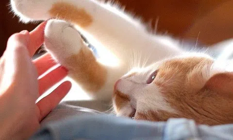 Nuôi mèo gây hại hay có lợi cho sức khỏe? Những lợi ích sức khỏe ít người biết khi nuôi mèo