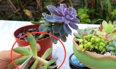 4 loại hoa này khi càng cao càng xấu xí, lùn mập càng "đẹp", nên mạnh tay cắt ngọn đi