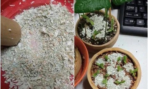 Mùa xuân trồng hoa, rắc một nắm "vỏ" vào đất, rễ và lá xanh tốt, trồng cây gì cũng rất cần
