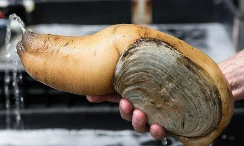 Những món đặc sản có hình dáng nhạy cảm khiến thực khách đỏ mặt, có loại 10 triệu/con nhưng cực bổ