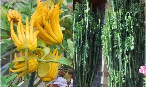 3 loại cây "xấu xí" nhưng có ý nghĩa tốt lành, giúp không khí trong lành hơn khi đặt trong nhà