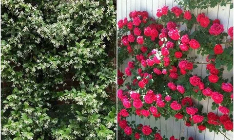 3 loại hoa cực dễ trồng, 2 tháng là leo tường, nở một lúc cả trăm bông