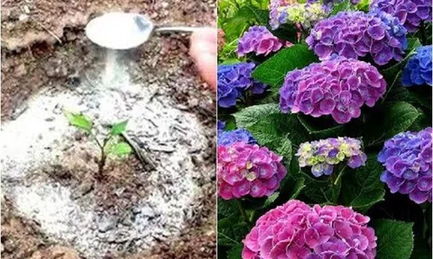 Rắc nắm bột này vào chậu hoa, không lo cây thối rễ hay sâu bệnh, hoa nào cũng nở bung