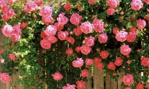 Cây mãi không ra hoa, tưới 3 loại “nước tiên” này hoa bung tràn như "nổ bỏng", cành lá sum suê